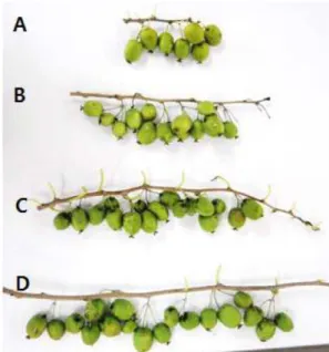 Figure 2. Hardy kiwi bearing branch type (A: below 15 cm;