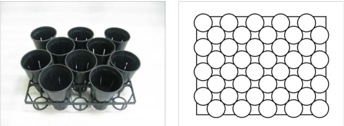 Figure 1. Plastic 1.5L containers (left) and illustration (right) of container arrangement of 2-year-old container seedlings of  D.