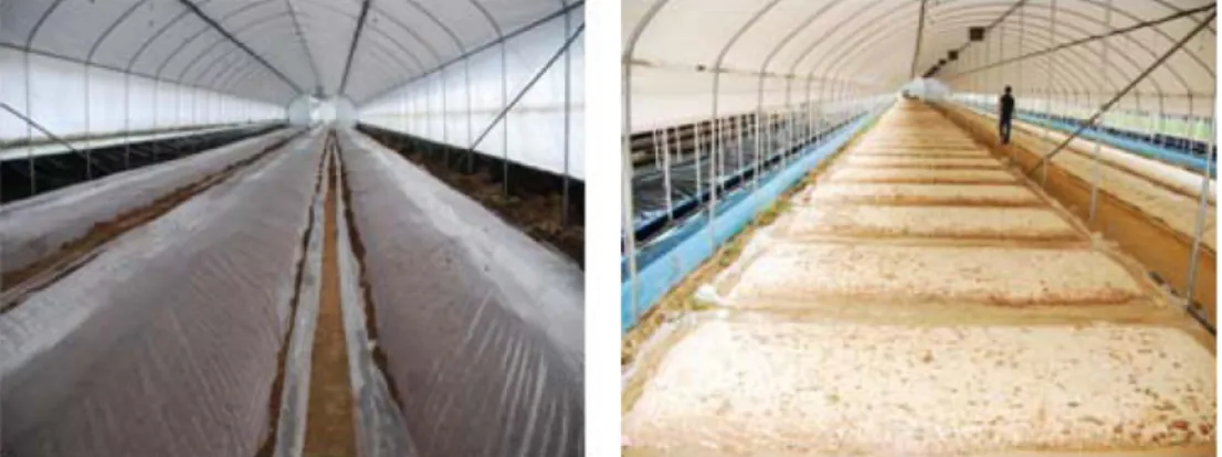Figure 1. Surface cultivation bed just after inoculation into sawdust medium (left), well set bed with  Lentinula edodes mycelium (right).