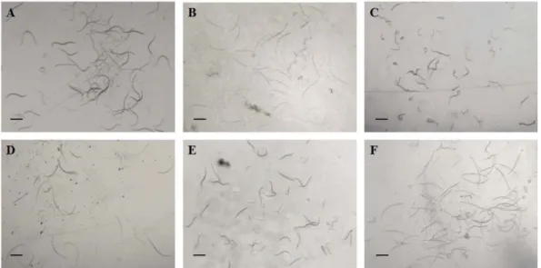 Figure 2. Cell growth curve for B. licheniformis MH48 on two medium at 30 o C for 7 days in Chitin-gelatin (CG) and Chitin-nematode (CN) mediums
