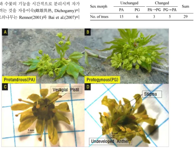 Figure 1. Flower structure and sex morph of  Acer pictum subsp. mono : Protoandrous(left), Protogynous(right).