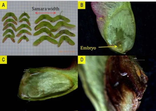 Figure 3. Fallen samaras and embryo status : A; fallen samaras, B; sound embryo, C; unpollinated empty, D; damaged embryo.