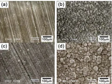 Fig. 2. Surface morphologies of NaOH-treated Zr-1Nb  and Ti-6Al-4V after biomimetic deposition of HCA in  SBF