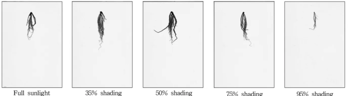 Table 5. Root morphological traits of  P. firmus seedlings by shading rates.