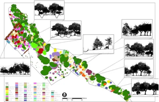 Figure 3. Stand profile and spatial distribution of tree species in sections 1~6.