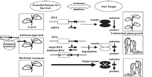 Figure 2.   신규작용점 발굴 기법 Antisense Technology의 원리(R. Höffen, 1998). Figure 3.   신규 작용점 종류 및 특성