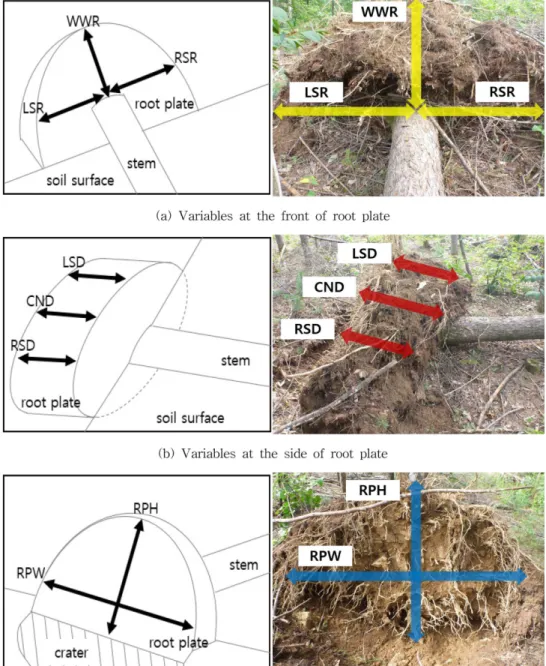 Figure 3. Measurement of morphological dimension in root plates.
