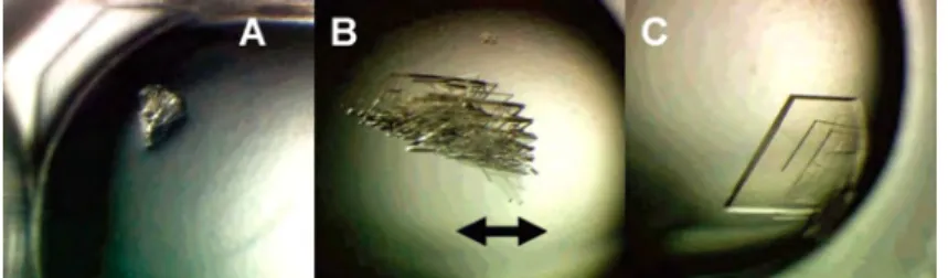 그림 2. XLN crystallization in the absence (panel A) of IL and in the presence of 0.2 M (panel B) or 0.4 M (panel C) [C 4 mim]Cl.