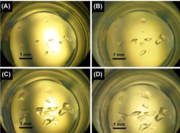 그림 4. BLB crystallization in the absence (panel A) of IL and in the presence of 0.2 M (panel B) or 0.4 M (panel C) [C 4 mim][MDEGSO 4 ]