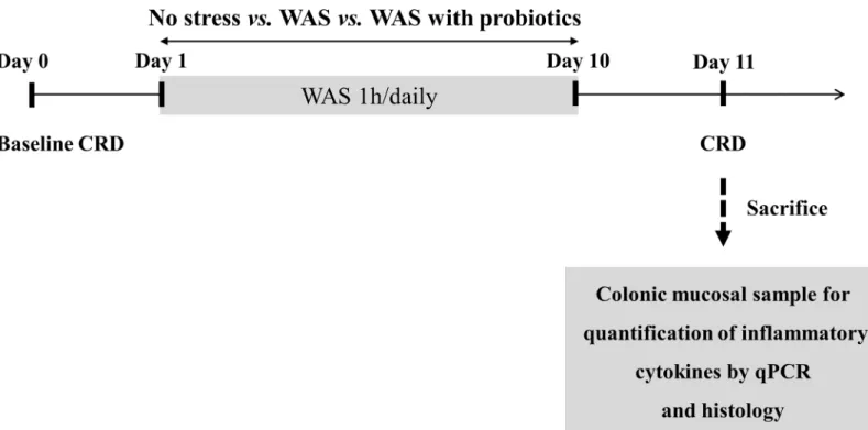 Fig 1. Experimental design. CRD, colorectal distention; WAS, water avoidance stress; qPCR, quantitative polymerase chain reaction.