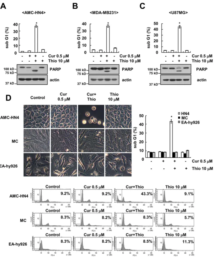Fig. 2. Eﬀect of combined treatment with thioridazine and curcumin on apoptosis in cancer cells and normal cells
