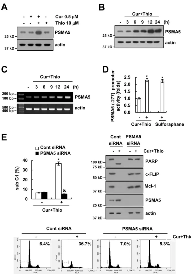 Fig. 6. Thioridazine plus curcumin induced up-regulation of PSMA5 expression. (A) AMC-HN4 cells were treated with 10 μM thioridazine in the presence or absence of 0.5 μM curcumin for 24 h