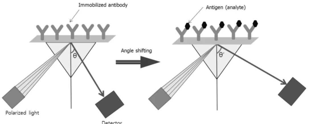 Figure 4.  비표지 SPR  면역센서의 분석 원리.