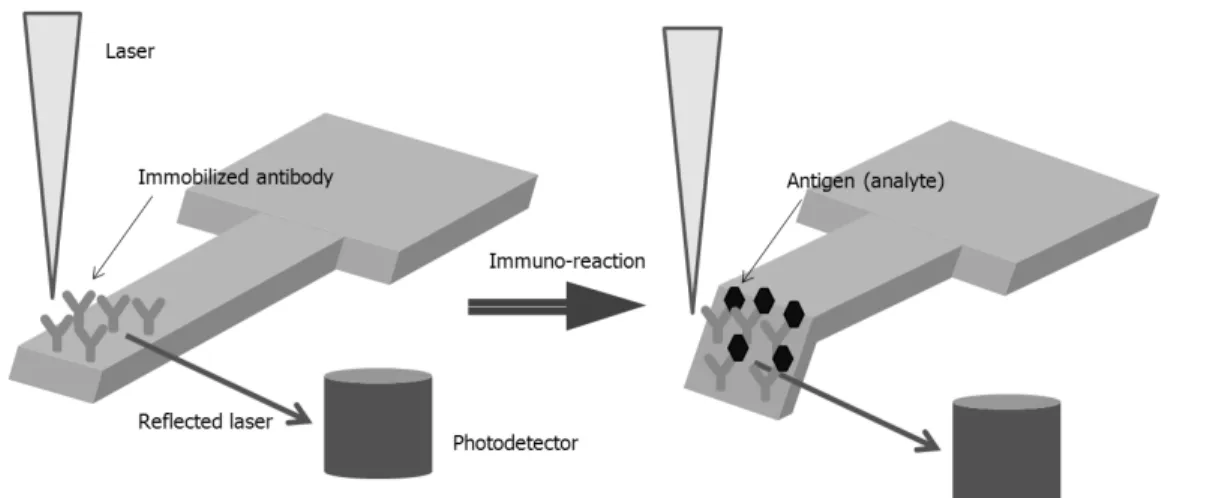 Figure 6.  Microcantilever 면역센서의 원리. microbalance (QCM) 에  집중되어  있다. QCM은  두개의 금속 전극과 수정판으로 구성되어 있다
