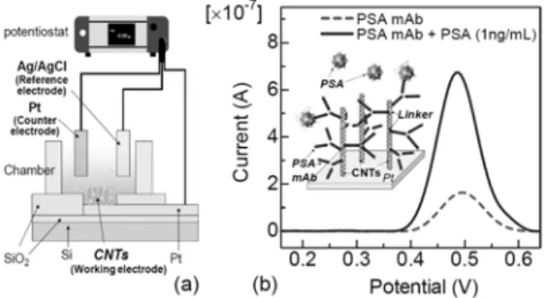 Figure 1.  탄소나노튜가 고정된 Pt  전극의 모식도.  내부그 림:  탄소나노튜브 전극의 SEM (Scanning electron  micro-scope)  사진