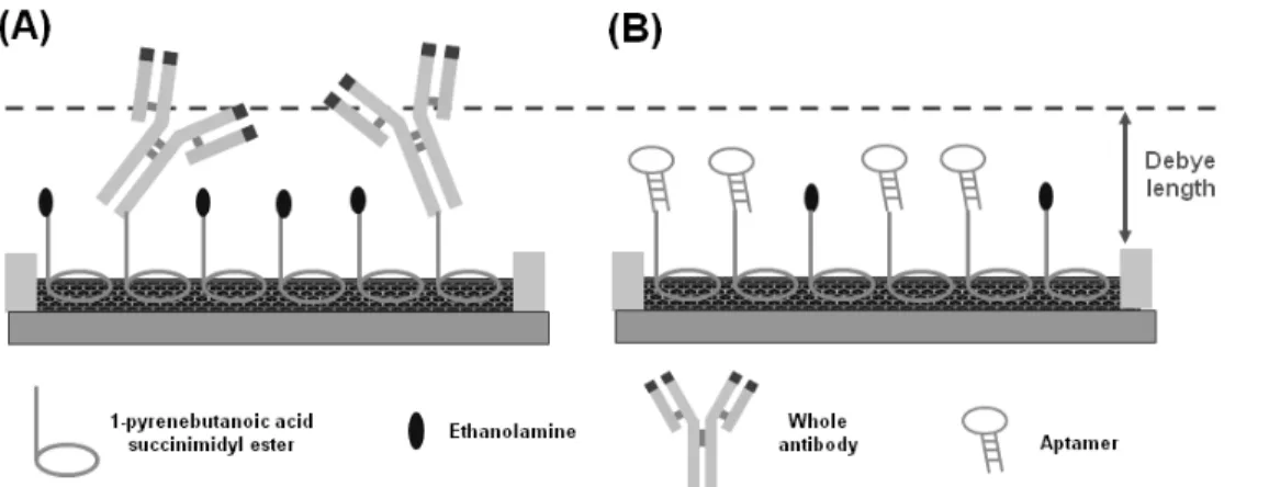 Figure 6. CNT-FET  기반 비표지 단백질 센서 모식도: (a) 항체로 개질된 CNT-FET, (b) 압타머로 개질된 CNT-FET.  도의  감소가 관찰된다