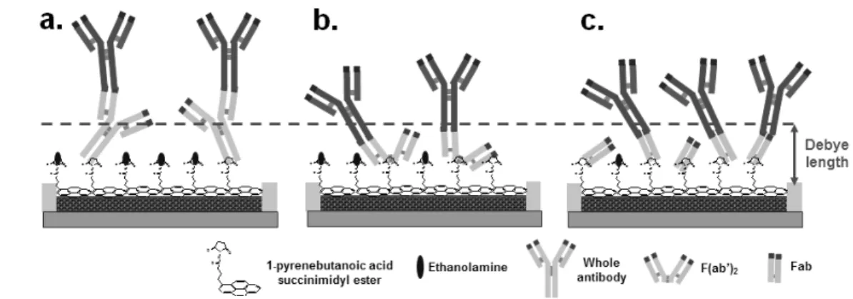 Figure 7. CNT-FET  바이오센서에서 탄소나노튜브에 리셉터로서 항체 단편들의 고정화 개념도. (a) 표적물질과 결합하는  전체 항체를 탄소나노튜브에 고정화 하여 표적물질을 검출한 경우, (b) F(ab')만을 탄소나노튜브에 고정화하여 표적물질을  검출한 경우,  (c) Fab만을 탄소나노튜브에 고정화하여 표적물질을 검출한 경우