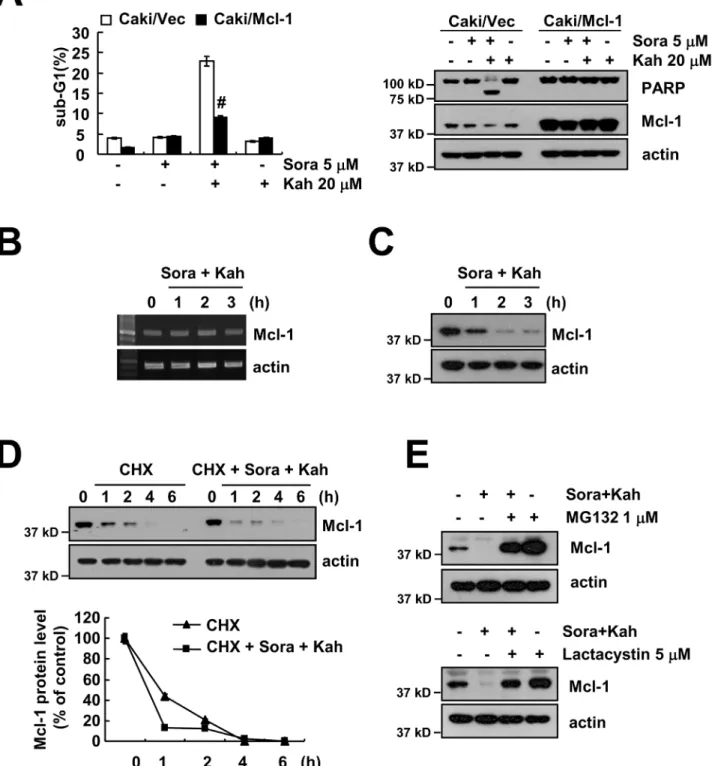 Figure 3: Down-regulation of Mcl-1 expression by sorafenib plus kahweol contributes to apoptosis