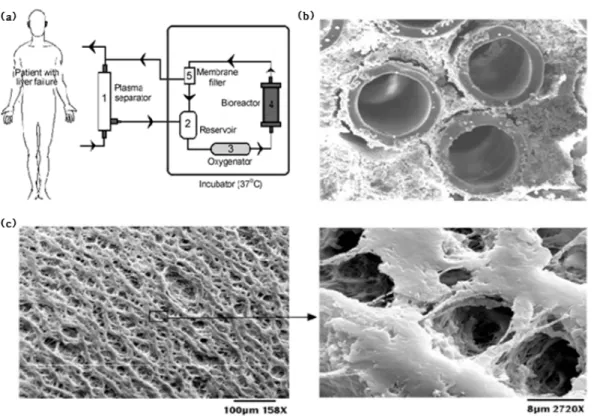 Figure 5.  (a) 인공간에 의한 혈액 투석방법과 bioreactor의 중공사 (b) 절단면 및 (c) 표면의 주사전자현미경(SEM, Scanning Electron Microscope)  사진