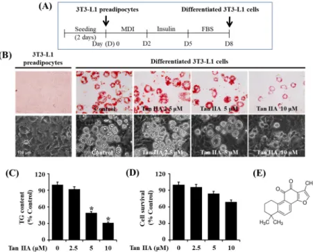 Figure 1. Effects of tanshinone IIA on lipid accumulation, triglyceride (TG) contents, and cell growth  during 3T3-L1 preadipocyte differentiation