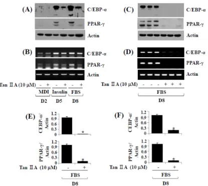 Figure 2. Effects of tanshinone IIA on protein and mRNA expression levels of CCAAT/enhancer- CCAAT/enhancer-binding protein-α (C/EBP-α) and peroxisome proliferator-activated receptor-γ (PPAR-γ) during  3T3-L1 preadipocyte differentiation