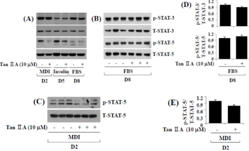 Figure 3. Effects of tanshinone IIA on phosphorylation and expression levels of STAT-3/5 during 3T3- 3T3-L1 preadipocyte differentiation