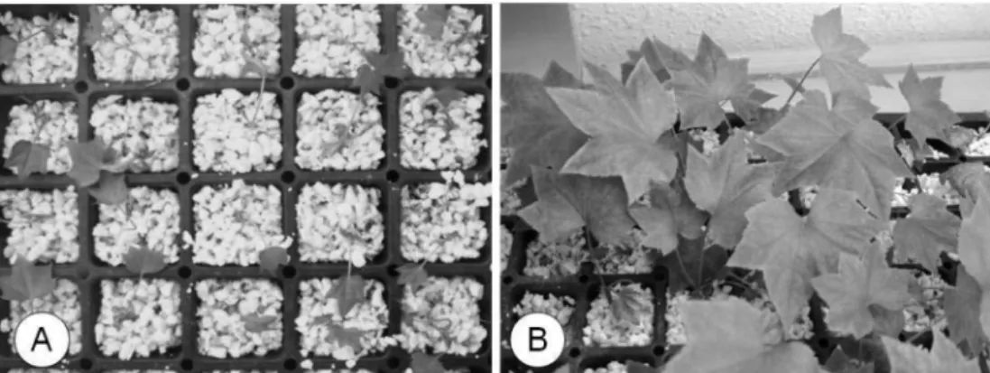 Figure 5. Plantlets grown under temporary immersion culture system with forced aeration and in sugar-free medium, A