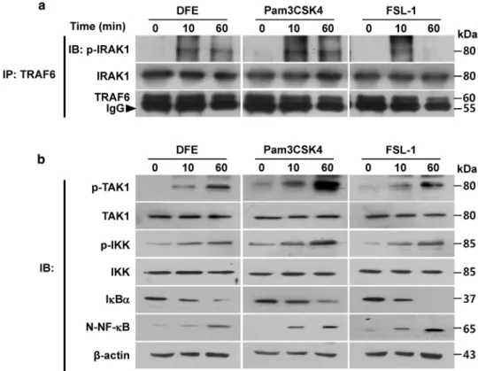 Figure 3. DFE activates downstream signaling through the TLR1/2 and TLR2/6 signaling pathway