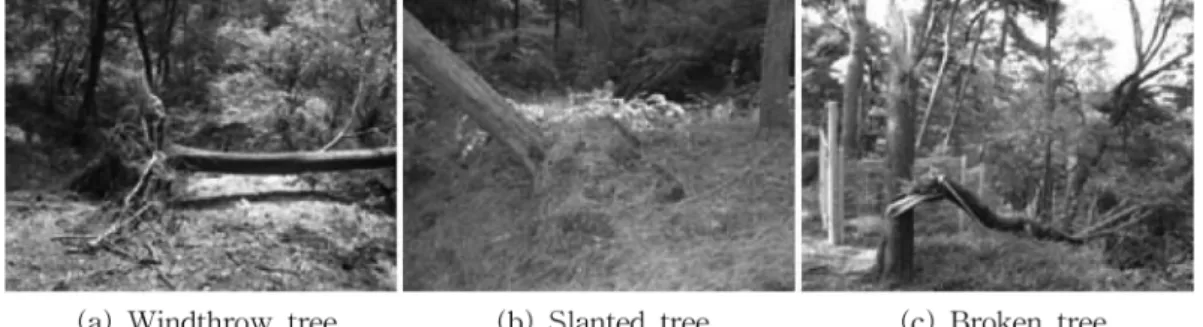 Figure 2. Classification of wind damaged trees.