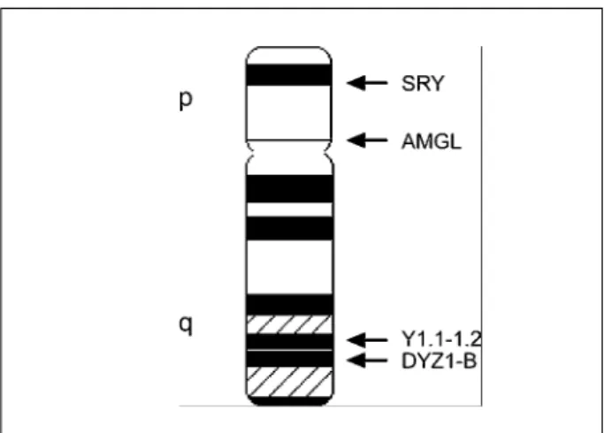 Fig. 1. Map  of  Y-specific  markers  used  in  this  PCR-based  study  of  Turner  syndrome.