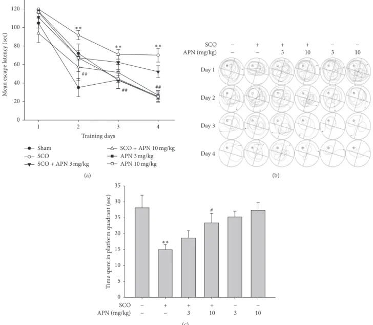 Figure 2: Protective effect of APN on the learning and memory deficit induced by SCO in Morris water-maze test
