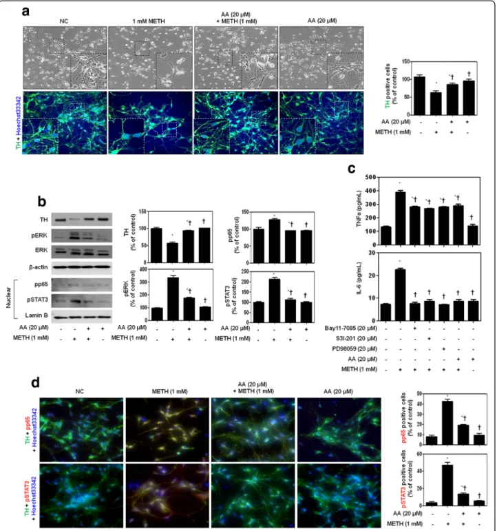Fig. 5 Protective effects of AA on METH-stimulated mesencephalic neurons. a Along with the presence or absence of AA, the morphological changes (upper) and TH expression (lower) in dopaminergic neurons after exposure to METH