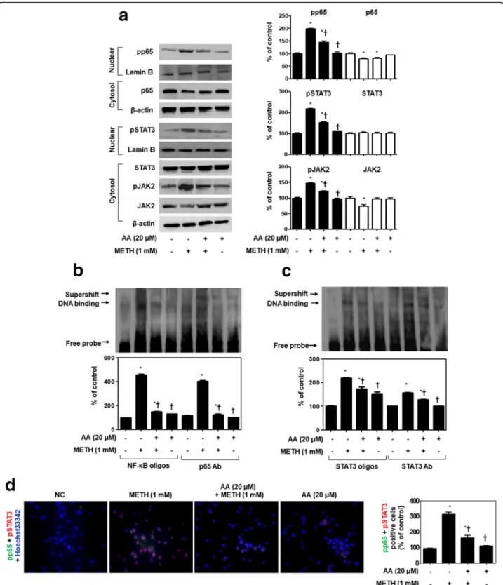 Fig. 2 AA suppresses the translocation of NF- κB and STAT3 in METH-stimulated SH-SY5Y cells