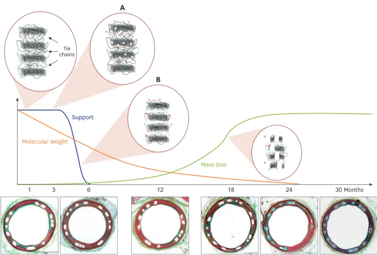 Figure 1. Scaffold biodegradation. (A) Hydrolysis randomly cleaves amorphous tie chains, leading to a decrease in molecular weight without altering radial  strength