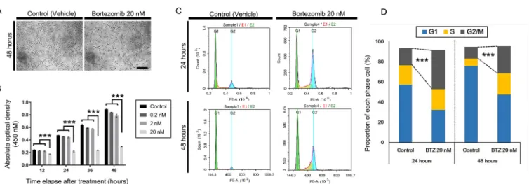 Figure 1. Effects of bortezomib on proliferation and cell cycle of APRE-19. A: Microscopic observations of a human RPE cell line (ARPE-19)  in the presence or absence of 20 nM bortezomib