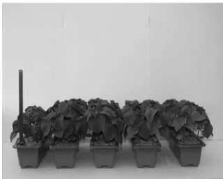 Fig.  1.  Differences  in  crop  growth  of  Perilla  frutescens  at  24  days  after  planting  as  influenced  by  elevated  magnesium  concentrations  in  the  fertilizer  solution  (Mg  concentrations  from  left  to  right:  0,  0.5,  1.0,  2.0  and  