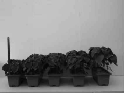 Fig.  1.  Differences  in  crop  growth  of  Perilla  frutescens  at  65  days  after  planting  as  influenced  by  elevated  potassium  concentrations  in  the  fertilizer  solution(The  K  concentrations  from  left  to  right:  0,  1.5,  3.0,  4.5  and