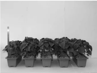 Fig.  1.  Differences  in  crop  growth  of  Perilla  frutescens  at  65  days  after  planting  as  influenced  by  elevated  calcium  concentrations  in  the  fertilizer  solution  (The  Ca  concentrations  from  left  to  right:  0,  1.5,  3.0,  4.5  an