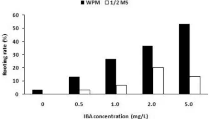 Figure 2. Comparison of the rooting rate by the two different medium with IBA treatment.