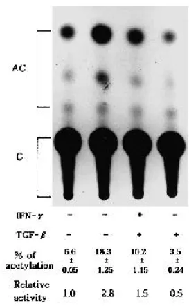 Figure 1. Effect of interferon- γ  (IFN- γ ) and transforming growth factor- β  (TGF- β ) on collagenase and stromelysin-1 gene expression