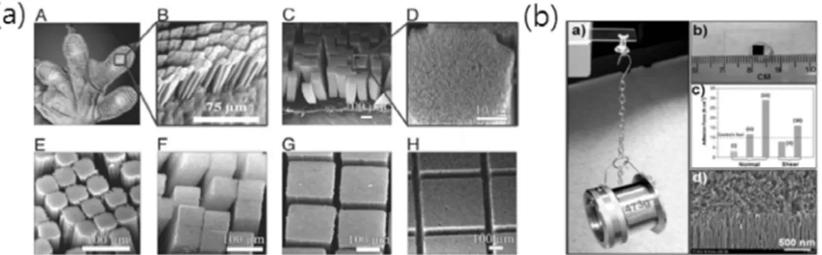 Figure 6. CNT를 이용한 초접착성 표면: (a) MWCNT를 이용한 마이크로/나노 이중구조[11], (b) SWCNT 구 조물[12]. 튜브와  고분자를  사용한  초접착성  표면의  연 구가  다수의  연구진에  의해  진행되었으며  탄 소나노튜브로 제작된 건식접착성 표면의 연구 를 먼저 소개하고자 한다