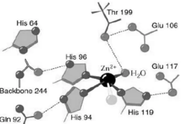 Figure 2. Carbonic Anhydrase 구조도.
