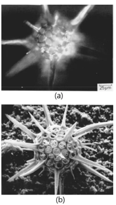 Figure  1.  동일  생체시료를  관찰한  광학현미경의  이미지(a)와 SEM의 이미지(b).   전자현미경은 높은 에너지의 전자빔을 이용 하여 전자가 시편과 충돌할 때 발생하는 이차 전자, 반사전자, X-선 등을 검출하여 확대상을  촬영하는 장치이다