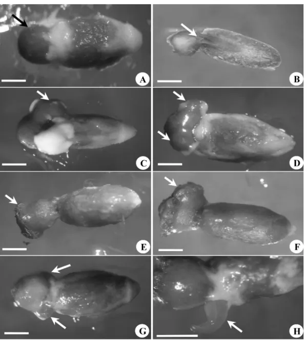 Figure 1. Steps in seed germination of  Loranthus tanakae  and production of radicles and holdfast
