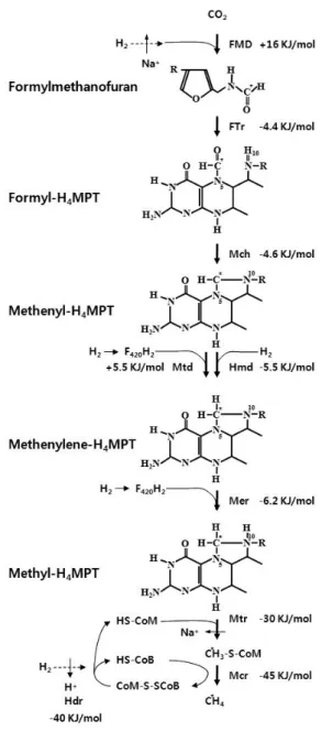Figure  1.  Methanogenic  pathway  utilizing  CO 2