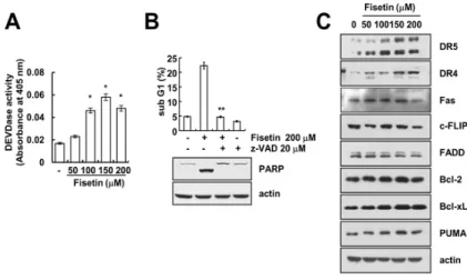 Figure 2. Fisetin induced apoptosis in a caspase-dependent manner. (A) Caki cells were treated with  the indicated concentrations of fisetin for 24 h
