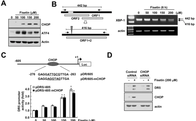 Figure 4. Up-regulation of CHOP expression has no effect on DR5 expression in fisetin-treated cells
