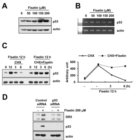 Figure 5. Fisetin induced DR5 expression via up-regulation of p53 expression at the  post-translational levels