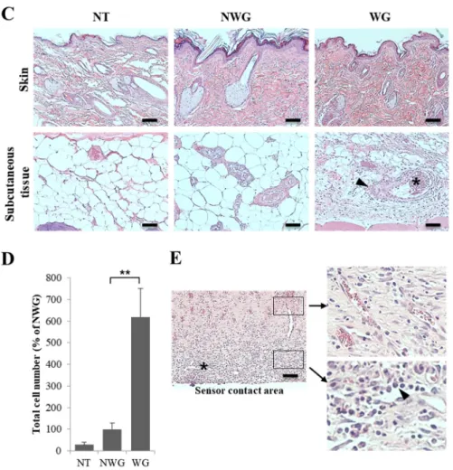 Figure 2.  (A) Angiogenesis was induced in the skin by a functioning ECG sensor (NT, normal; 