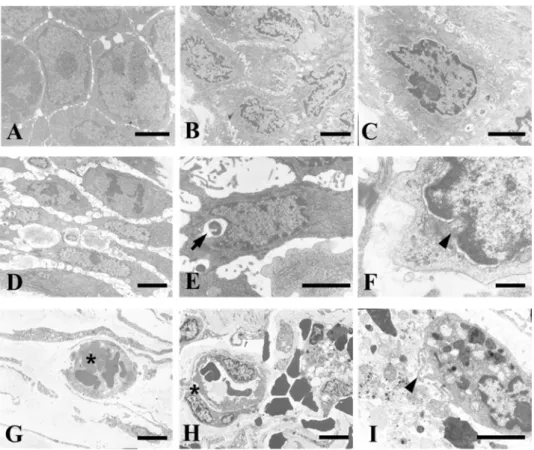 Figure 3. The wireless-powered source induced an inflammatory response and increased the  number of immune cells in the surrounding tissue